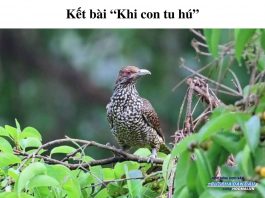 ket-bai-khi-con-tu-hu