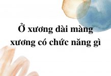 o-xuong-dai-mang-xuong-co-chuc-nang-gi