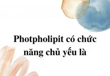 photpholipit-co-chuc-nang-chu-yeu-la