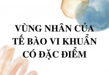 vung-nhan-cua-te-bao-vi-khuan-co-dac-diem
