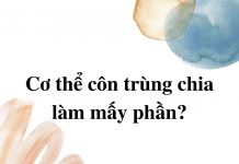 co-the-con-trung-chia-lam-may-phan