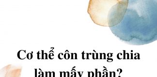 co-the-con-trung-chia-lam-may-phan