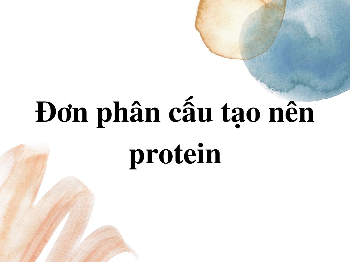 Đơn phân của Protein là gì? Hiểu Rõ Vai Trò và Cấu Trúc Axit Amin